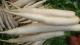 Is It Safe To Eat Radish During Pregnancy?